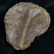 Edmontosaurus Calcaneum (Heel Bone) - Montana #11830-1